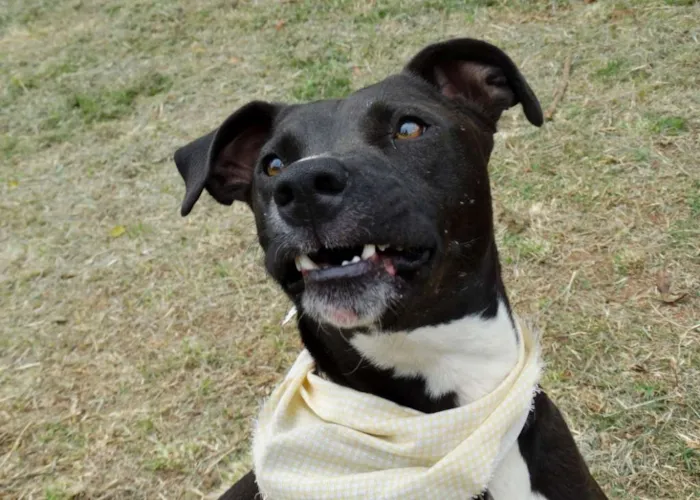 Cachorro ra a SRD idade 2 anos nome Neto