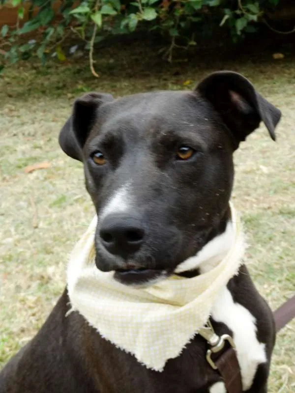 Cachorro ra a SRD idade 2 anos nome Neto