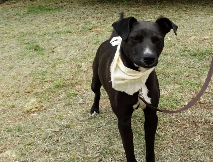 Cachorro ra a SRD idade 2 anos nome Neto