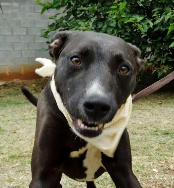 Cachorro ra a SRD idade 2 anos nome Neto