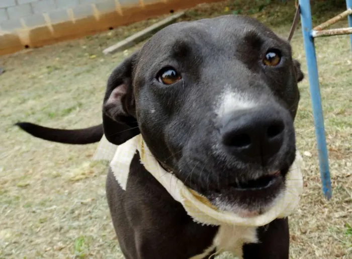 Cachorro ra a SRD idade 2 anos nome Neto