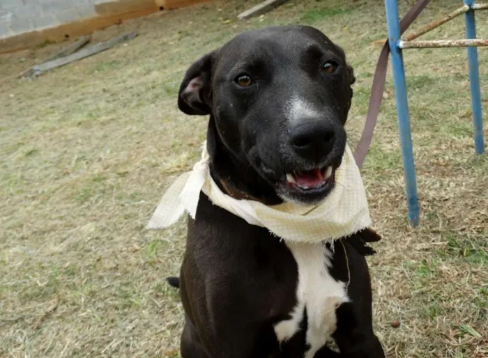 Cachorro ra a SRD idade 2 anos nome Neto