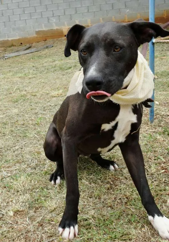Cachorro ra a SRD idade 2 anos nome Neto