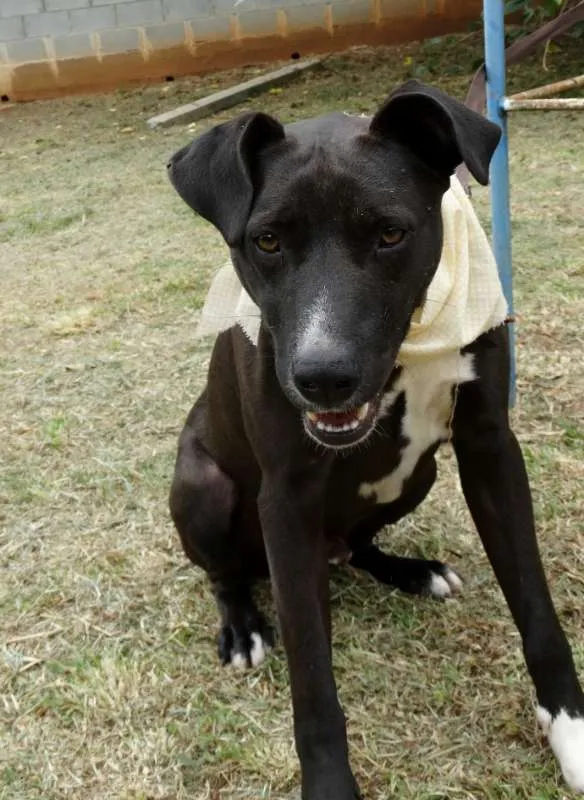 Cachorro ra a SRD idade 2 anos nome Neto