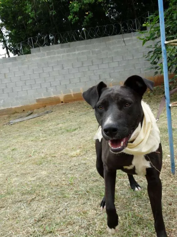 Cachorro ra a SRD idade 2 anos nome Neto