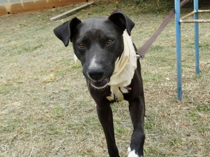 Cachorro ra a SRD idade 2 anos nome Neto