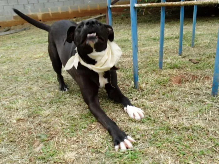 Cachorro ra a SRD idade 2 anos nome Neto