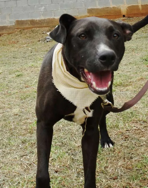 Cachorro ra a SRD idade 2 anos nome Neto