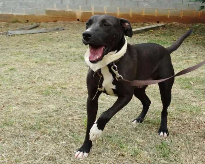 Cachorro ra a SRD idade 2 anos nome Neto
