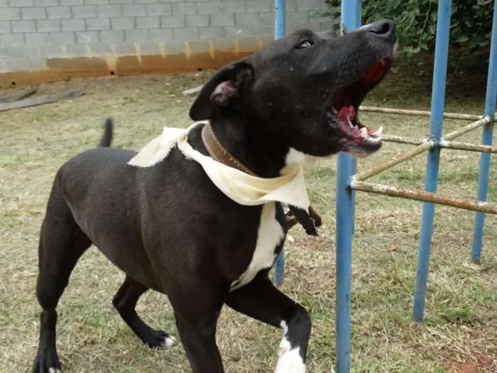 Cachorro ra a SRD idade 2 anos nome Neto