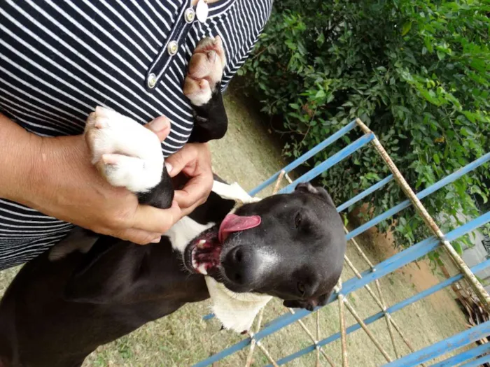 Cachorro ra a SRD idade 2 anos nome Neto