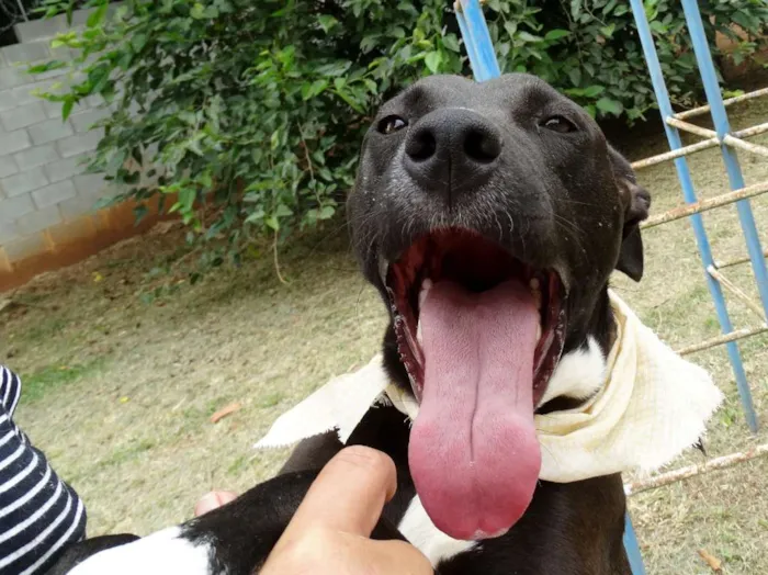 Cachorro ra a SRD idade 2 anos nome Neto