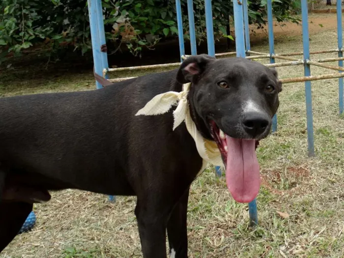Cachorro ra a SRD idade 2 anos nome Neto
