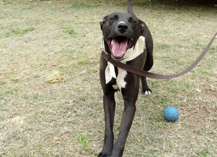 Cachorro ra a SRD idade 2 anos nome Neto