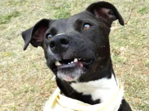 Cachorro raça SRD idade 2 anos nome Neto