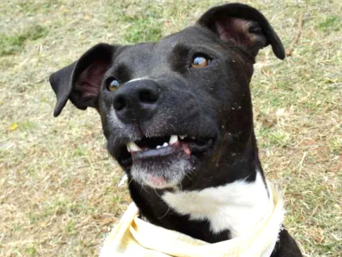 Cachorro ra a SRD idade 2 anos nome Neto