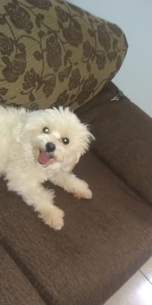 Cachorro ra a Poodle/maltês  idade 2 anos nome Lua