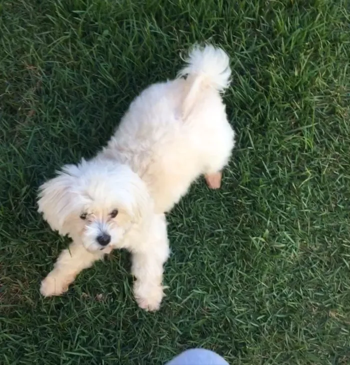 Cachorro ra a Poodle/maltês  idade 2 anos nome Lua