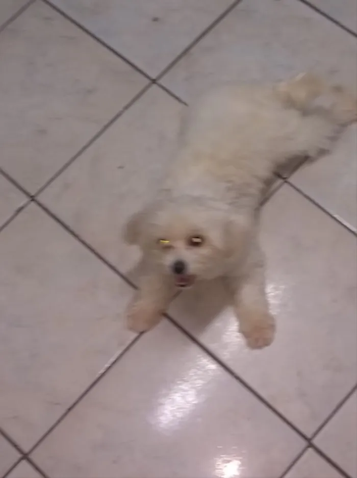 Cachorro ra a Poodle/maltês  idade 2 anos nome Lua