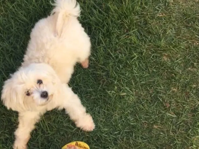 Cachorro ra a Poodle/maltês  idade 2 anos nome Lua