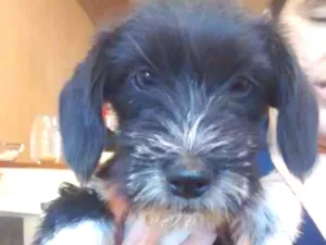 Cachorro raça Indefinida idade 2 a 6 meses nome Sem nome