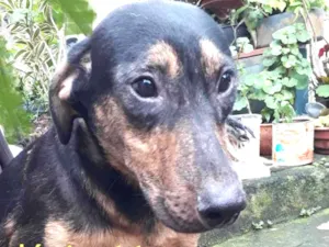 Cachorro raça Srd idade 1 ano nome Marley 
