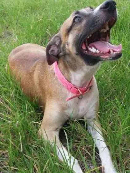 Cachorro ra a Não definido idade 1 ano nome Lessy
