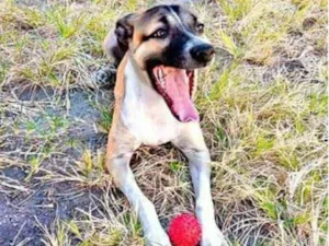 Cachorro raça Não definido idade 1 ano nome Lessy