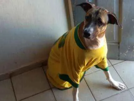 Cachorro ra a Não definido idade 1 ano nome Lessy