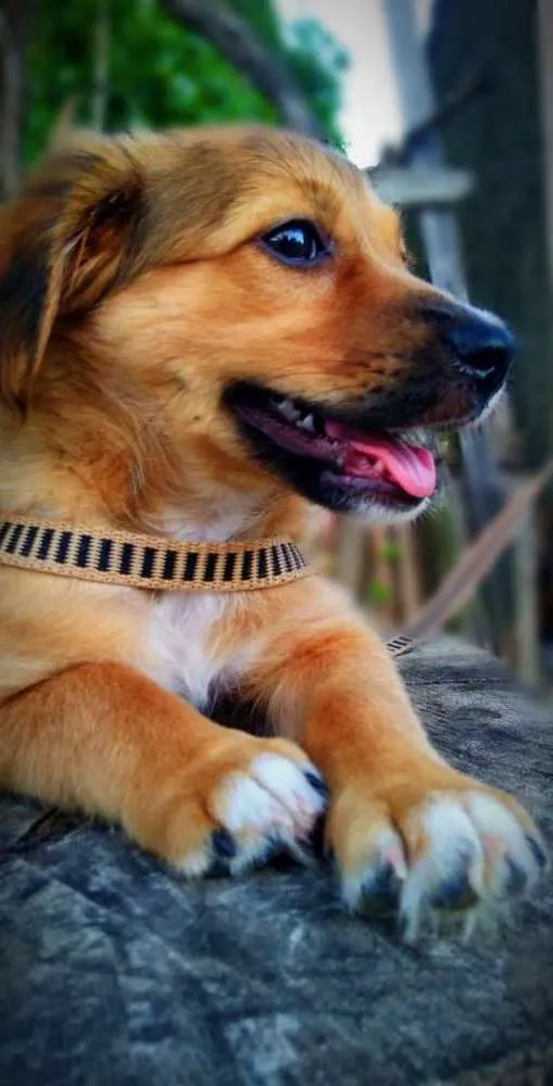 Cachorro raça Vira-lata idade 7 a 11 meses nome Tony