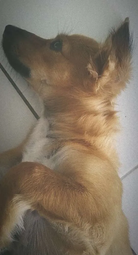 Cachorro raça Vira-lata idade 7 a 11 meses nome Tony