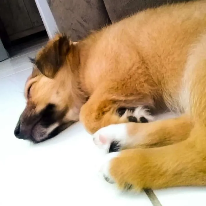 Cachorro raça Vira-lata idade 7 a 11 meses nome Tony