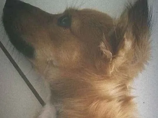 Cachorro raça Vira-lata idade 7 a 11 meses nome Tony