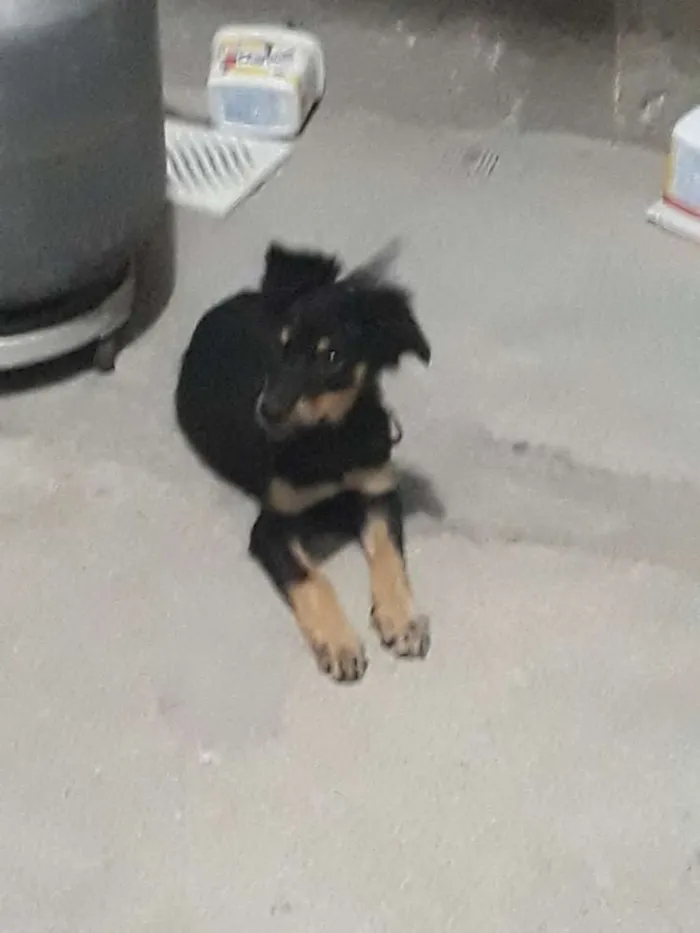 Cachorro ra a vira-lata idade 2 a 6 meses nome sem nome