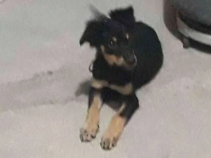 Cachorro ra a vira-lata idade 2 a 6 meses nome sem nome