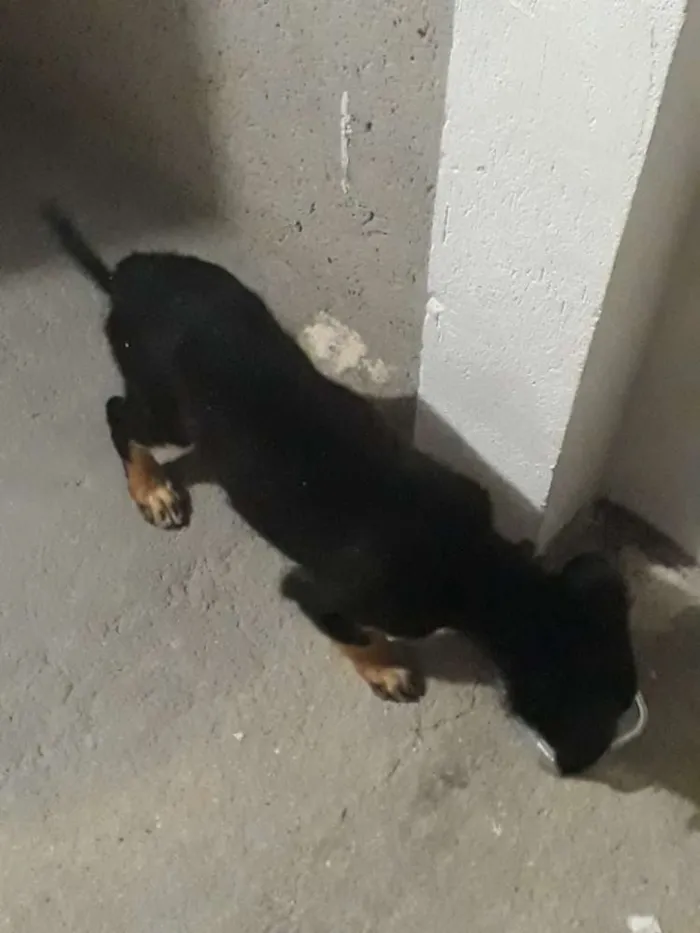 Cachorro ra a vira-lata idade 2 a 6 meses nome sem nome