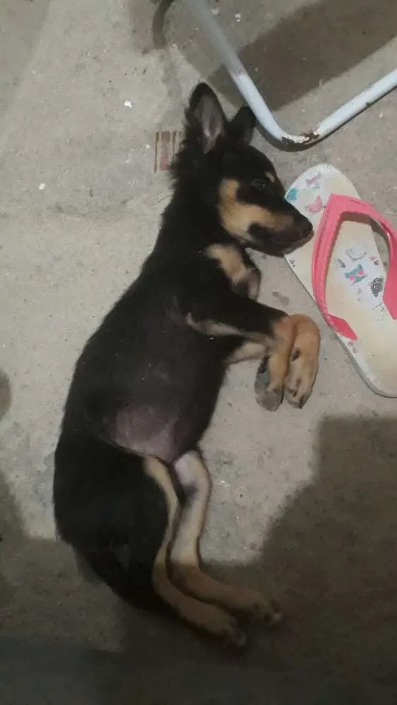 Cachorro ra a vira-lata idade 2 a 6 meses nome sem nome