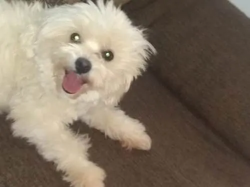 Cachorro ra a Poodle/maltês  idade 2 anos nome Lua