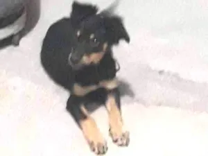 Cachorro raça vira-lata idade 2 a 6 meses nome sem nome