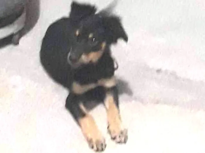 Cachorro ra a vira-lata idade 2 a 6 meses nome sem nome