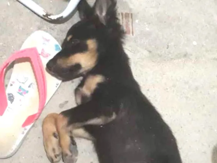 Cachorro ra a vira-lata idade 2 a 6 meses nome sem nome