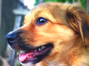 Cachorro raça Vira-lata idade 7 a 11 meses nome Tony