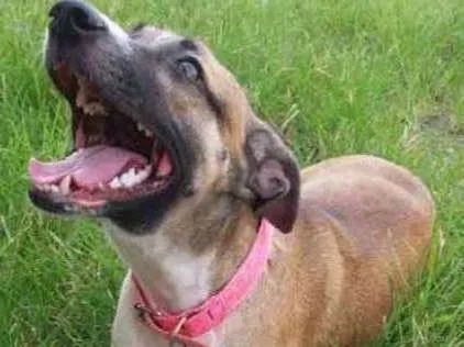 Cachorro ra a Não definido idade 1 ano nome Lessy
