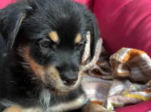 Cachorro raça Srd idade  nome Yuri