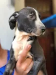 Sara
