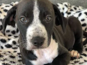 Cachorro raça Srd idade  nome Sara