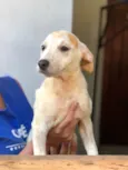 Jaque