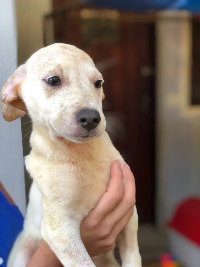 Cachorro ra a Srd idade  nome Mika
