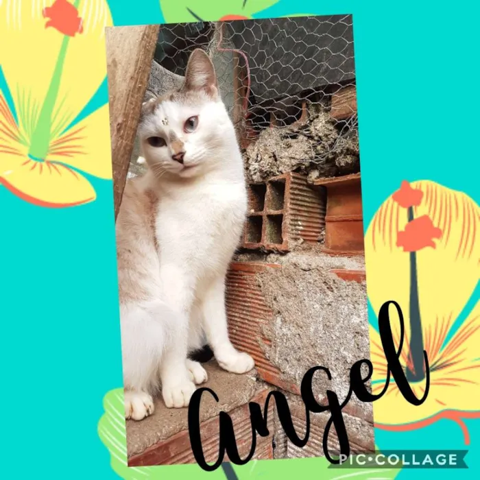 Gato ra a SRD  idade 7 a 11 meses nome Angel