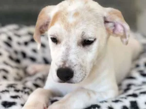 Cachorro raça Srd idade  nome Mika